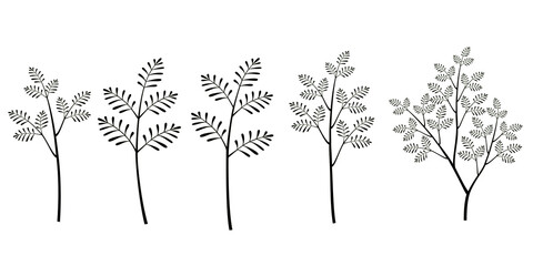 Various leaves and grass illustrations Transparent background leaves good for decoration