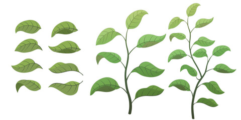 Obraz premium Various leaves and grass illustration Transparent background Leaf shape
