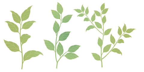 Various leaves and grass illustrations Transparent background Tree branches and pointed leaves