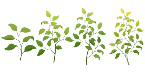 Obraz premium Various leaves and grass illustrations Transparent background Tree branches and leaves Basic