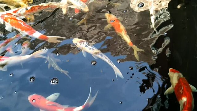 Koi fish underwater pond