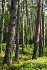 Fototapeta premium Wald bei Prerow, Primärwald im Sommer, Bäume in der Sonne