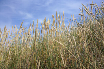 Fototapeta premium Das Gras am Strand der Ostsee 