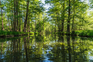 Fototapeta na wymiar One of the numerous water canals in Biosphere Reserve Spree Forest (Spreewald) in Germany