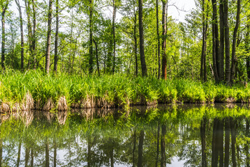 Obraz premium Water canal in Biosphere Reserve Spree Forest (Spreewald) in Brandenburg, Germany