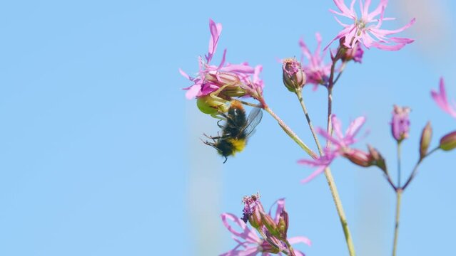 Spider caught the bumblebee and eat. Wildflower lychnis flos-cuculi, is a herbaceous perennial plant in the family caryophyllaceae. Low angle view.