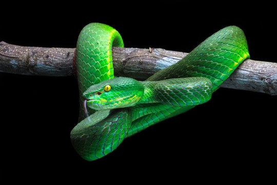 green snake on a black background