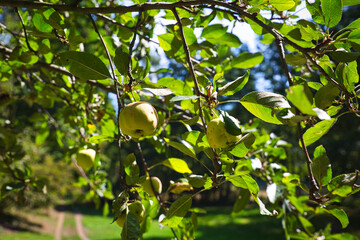 The fruit on the apple tree