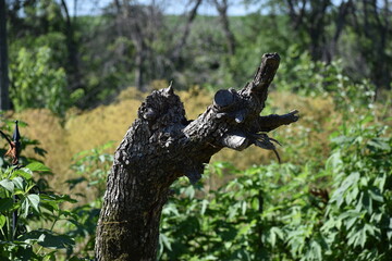 Fototapeta na wymiar tree branch with wire