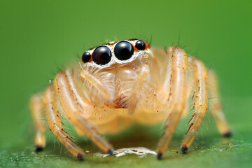spider on a green leaf