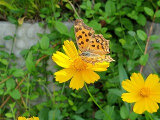 butterfly on flower