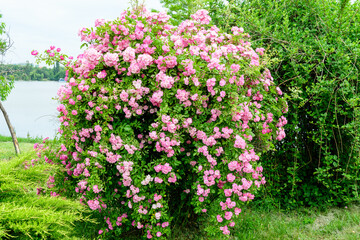 Fototapeta na wymiar Bush with many delicate vivid pink magenta rose in full bloom and green leaves in a garden in a sunny summer day, beautiful outdoor floral background photographed with soft focus.