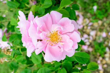 Close up of one delicate vivid pink magenta rose in full bloom and green leaves in a garden in a sunny summer day, beautiful outdoor floral background photographed with soft focus.