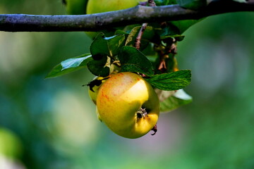 apple on tree