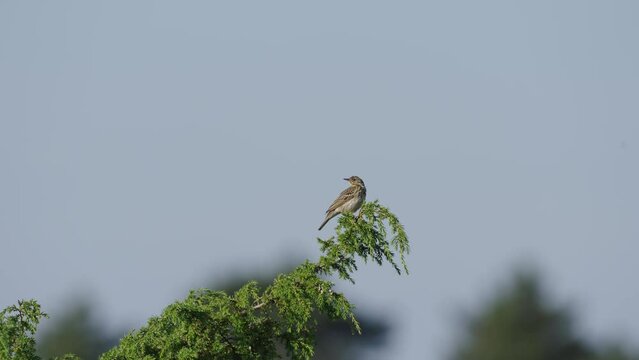 Tree pipit bird resting on bush tree foliage, focus on foreground, day