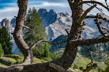 Montagne à tavers les branches