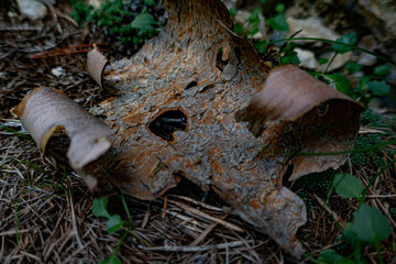 Écorce d'arbre