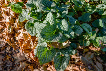 green leaves on the autumn ground