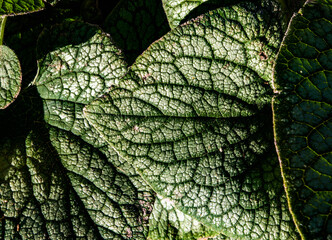 Obraz premium green leaf texture