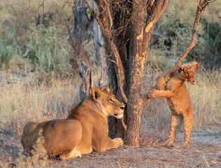 Lioness guarding her cub who is exploring a nearby tree