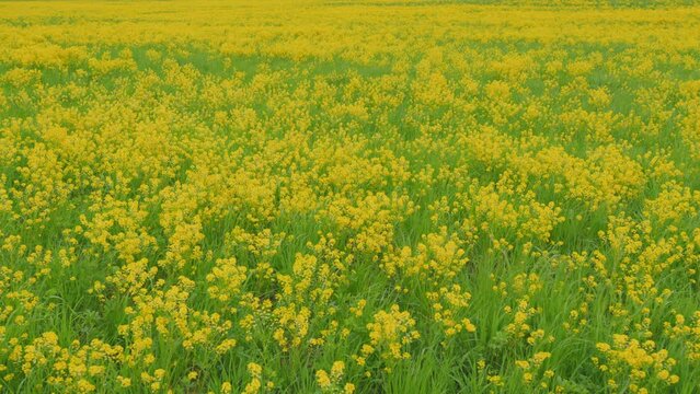 Field of yellow rapeseed in spring. Good crop rapeseed. Rapeseed field. Wide shot.