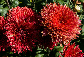red dahlia flower