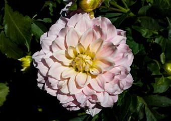 pink and white dahlia