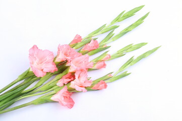 Pink gladiolus flower on white background
