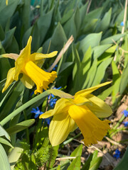 Yellow daffodils on green grass background