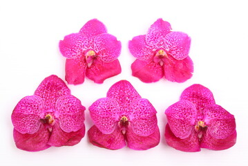 Pink orchid flower isolated on white background