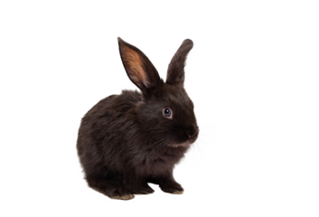 One little black rabbit isolated on a white background. Hare is a symbol of 2023 year accoding an eastern calendar. Cute fun pet. Holiday gift for Christmas, New Year or Easter. Copy space. Banner