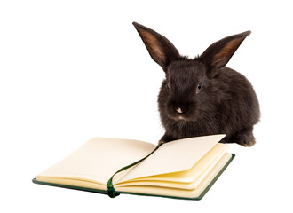 Black rabbit sits with notebook isolated on a white background. Hare is the symbol of 2023 according to the eastern calendar. Stationery shop mockup design. Copybook. Animal and education concept