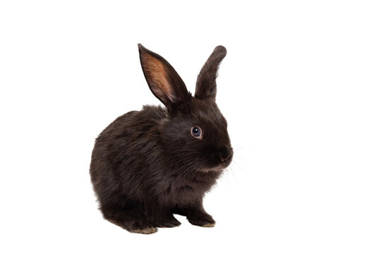 One little black rabbit isolated on a white background. Hare is a symbol of 2023 year accoding an eastern calendar. Cute fun pet. Holiday gift for Christmas, New Year or Easter. Copy space. Banner