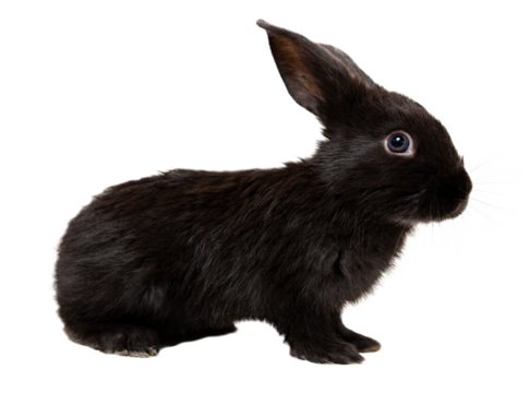 One little black rabbit isolated on a white background. Hare is a symbol of 2023 year accoding an eastern calendar. Cute fun pet. Holiday gift for Christmas, New Year or Easter. Copy space. Banner