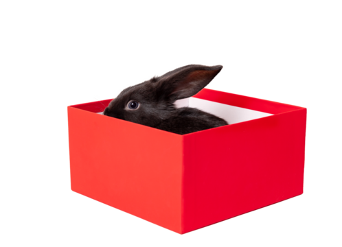 Small black rabbit sits in a red gift box isolated on a white background. Hare is the symbol for 2023 according to the eastern calendar. Holiday gift for Christmas and New Year. Copy space. Postcard.