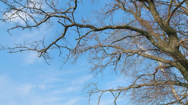 Oak tree branches limbs in contrast against a clear blue refreshing spring sky and clouds at sunset. Towering overhead with rough bark. Pan.