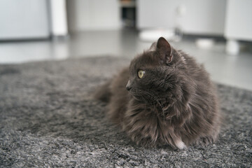 Portrait of the gray cat sitting peacefully inside a modern flat. Concept of keeping male cats indoors.