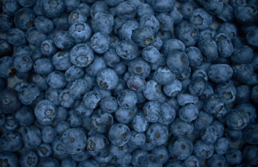 Fresh hand-picked blueberries background with copy space for your text. Border design. Vegan and vegetarian concept. Macro texture of blueberry berries. Summer healthy food.