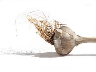 Garlic head on a white background. Natural unpeeled garlic bulb with roots close-up on a white background
