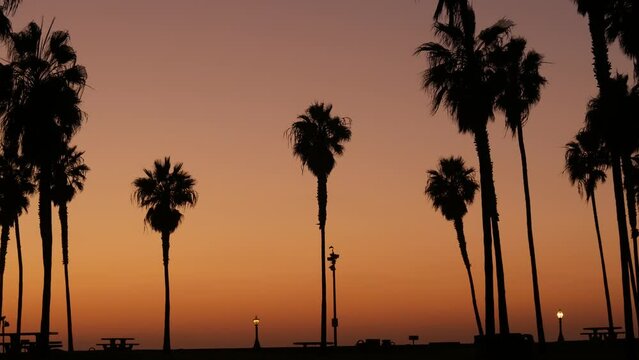 Orange sky, silhouettes of palm trees on beach at sunset, California coast, USA. Bicycle or bike in beachfront park at sundown in San Diego, Mission beach. People walking. Seamless looped cinemagraph.