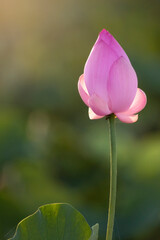 Beautiful pink lotus flower and sunlight