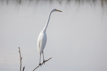 Obraz premium White egret (Ardea alba) standing on a branch