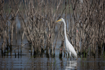 White egret (Ardea alba) standing on water