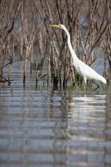 White egret (Ardea alba) standing on water