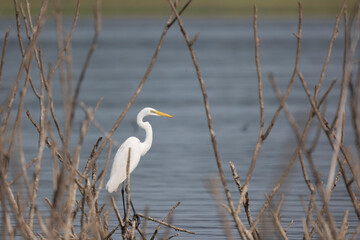 Fototapeta premium White egret (Ardea alba) standing on a branch