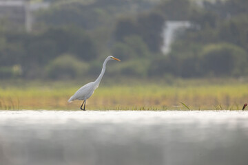 Obraz premium White egret (Ardea alba) flying above the water.