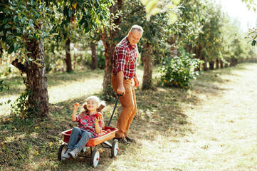 grandfather with granddaughter harvesting fresh red apple on huge garden. Harvest Concept. Child eating fruits at fall. Grandparents and grandchildren leisure time concept.