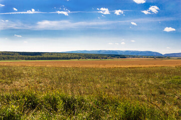 Fototapeta premium Colorful landscape. Nature of Eastern Siberia. A field with wheat and a meadow with grass. On the horizon, a pine forest and the blue mountains of the Sayan Mountains. Beautiful blue sky with clouds.