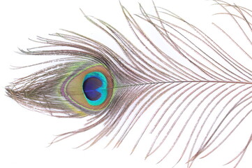 Single Peacock Feather