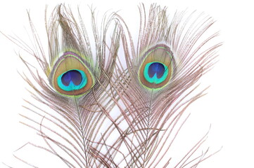 Obraz premium Two Peacock feather on white background